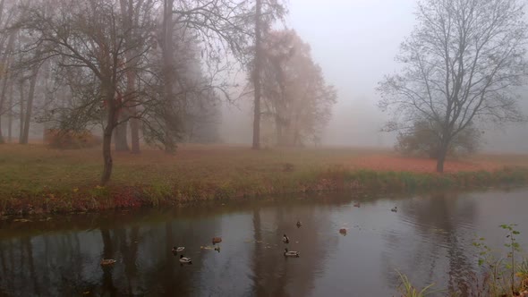 Aerial Drone Shot of Colourful Trees Over Small Lake in Fog in Autumn Park