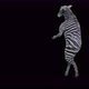 43 Zebra Dancing 4K - VideoHive Item for Sale