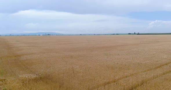 Drone Flying Over Corn Fields Towards Golden Wheat Field. - aerial