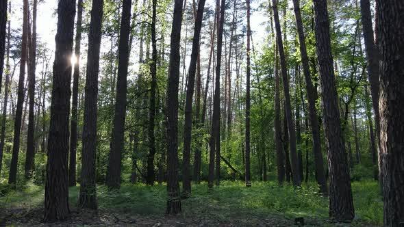 Wild Forest Landscape on a Summer Day