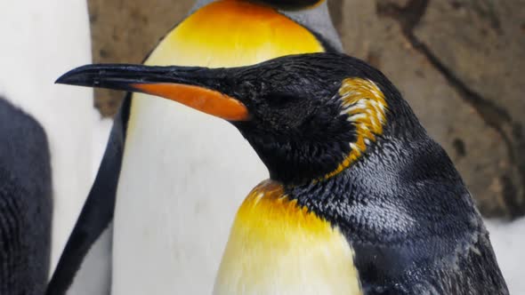 close side on shot of a king penguin standing and resting