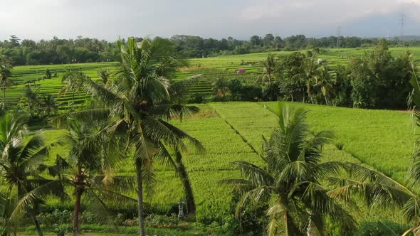 A Drone Flying Over Rice Plantations in Bali