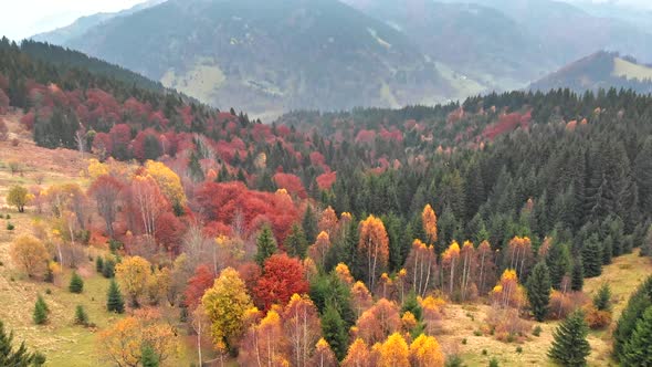 Autumn Concept. Aerial Shot of Multi-colored Coniferous Pine Trees in Autumn Misty Mountains