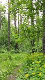 Vertical Video of Many Trees in the Forest