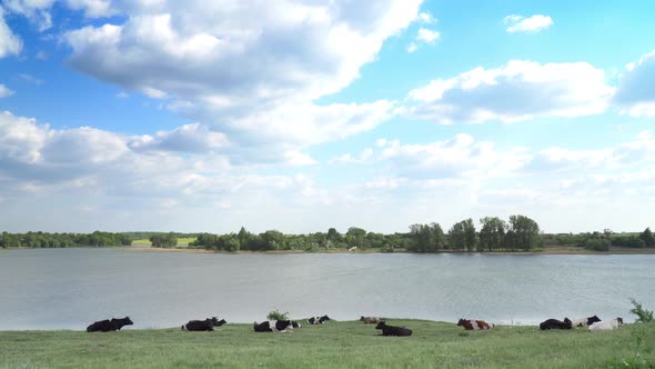 Cows On The Meadow 5