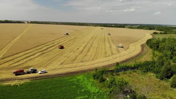 Harvesting Grain By the Combine in the Central Black Earth of Russia