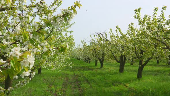 Flowering Spring Sweet Cherry Orchard