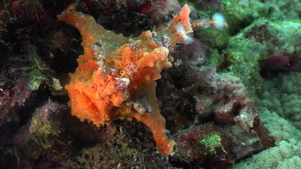 Orange warty Frogfish (Antennarius macuatus) holding onto coral reef