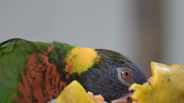 Macro Portrait of a Colorful Rainbow Lorikeet Eating Fruit (Trichoglossus Moluccanus)