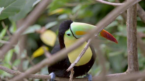 Prores Portrait of beautiful Keel-Billed Toucan Parrot perched on branch of tree in Rainforest durin