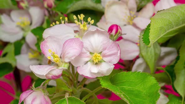 Apple Blossom Timelapse on Red