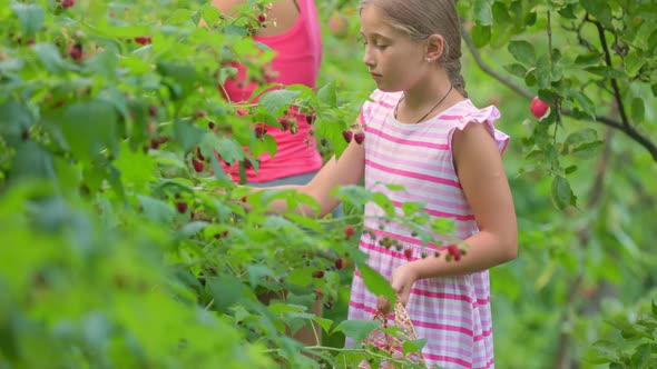 Girl with Mom Pick Raspberries