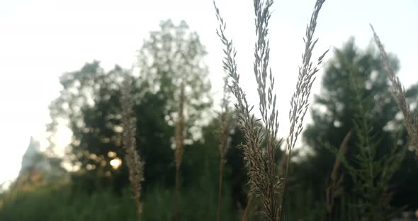 Grass with seeds at sunset in a city park