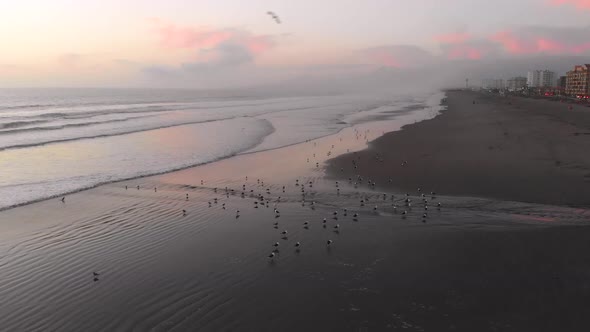 Sunset, Birds on the pacific ocean coast beach (La Serena, Chile) aerial view