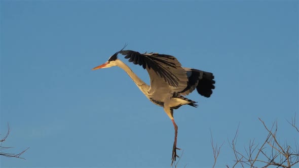 Grey heron, Ardea cinerea, Camargue, France