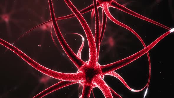 Neurons Forming A Neural Network