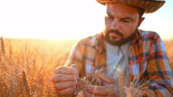Close Up Male Farmer in Wheat Field Touch Ripe Harvest of Golden Wheat Ears with His Hands and