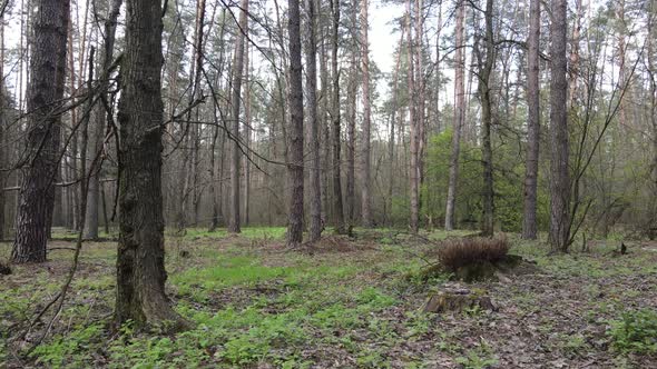 Beautiful Forest Landscape Aerial View Slow Motion