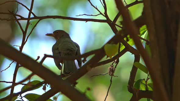 Telephoto close up shot of a Brown Thrasher in a tree and taking off in slow motion