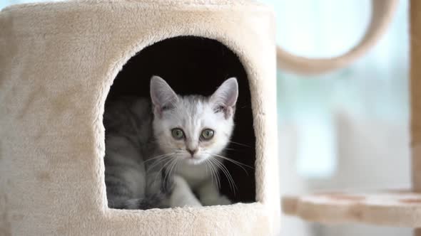 Cute Scottish Kitten Playing On Cat Tower