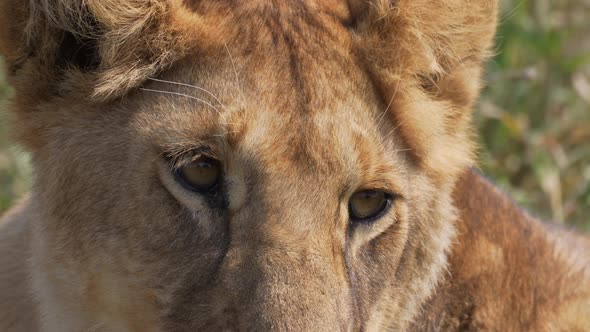 Close up cinematic shot of a lion female lion eyes. Slow motion. Serengeti National Park, Tanzania,