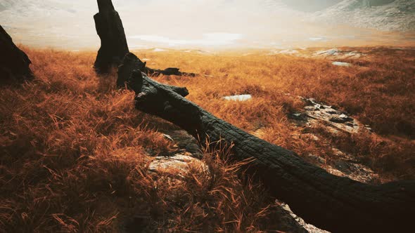 Burnt Tree Logs After Forest Fire