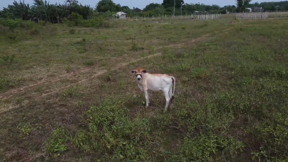 Aerial Drone Shot of Cow in the Field