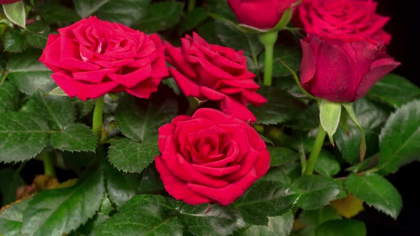 Time Lapse of Opening Red Rose Flower