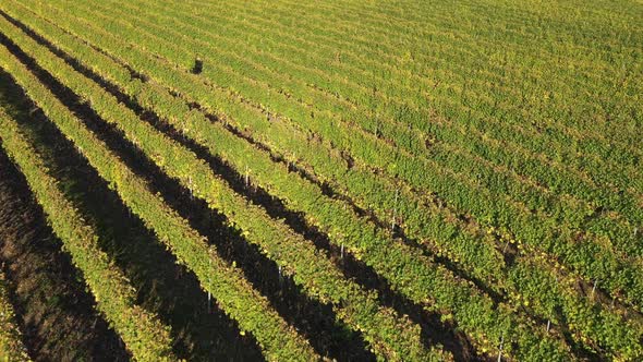 Flying Over a Vineyard. Aerial View