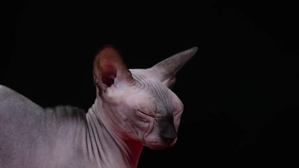 An Adult Cat of the Canadian Sphynx Breed Falls Asleep on the Go From Fatigue