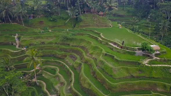 Drone View Above of Bali Landscapes with Terraces Rice Field