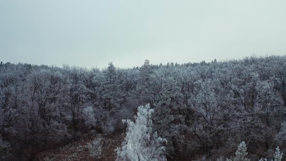 Winter landscape of forest. 