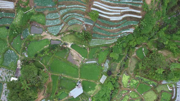 Cameron Highlands, Pahang Malaysia