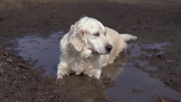 Funny Video - a Beautiful Thoroughbred Dog with Joy Lying in a Muddy Puddle