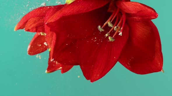 Closeup of Beautiful Bright Flower in Water