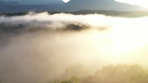 Aerial Forest Fog Landscape