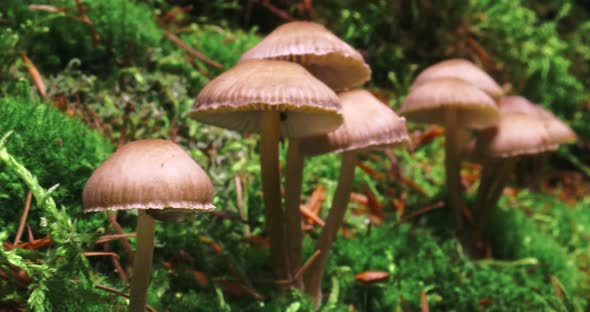 Wild mushrooms on moss in forest. Wildlife in Poland.