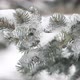 Fir Tree In Winter - VideoHive Item for Sale