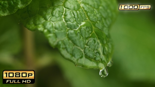Rain Drop Falling onto the Mint Leaf