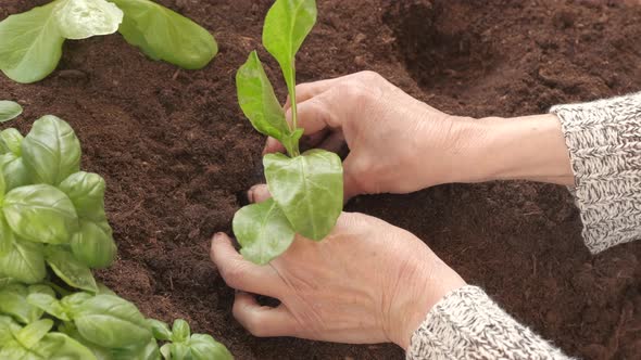 Farmer Planting Vegetable