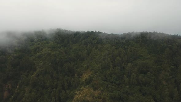 Rainforest in the Fog and Clouds