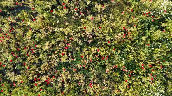 Red poppies on a green meadow, top view. Flora and nature