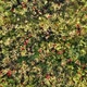 Red poppies on a green meadow, top view. Flora and nature - VideoHive Item for Sale