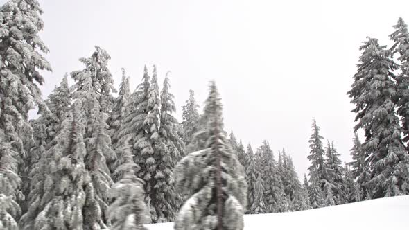 Driving Pass A Snow Covered Forest