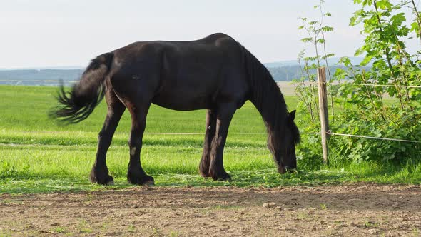 Friesian horse in the pasture. Beautiful friesian horses with long mane