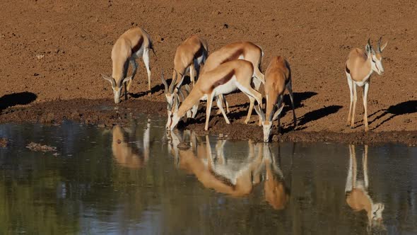 Springbok Antelopes Drinking At A Waterhole