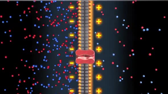 cell transports sodium Potassium ions to exterior of cell releasing 2 potassium