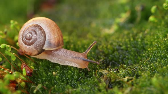 Close-up of a Snail Slowly Creeping in the Sunset Sunlight.