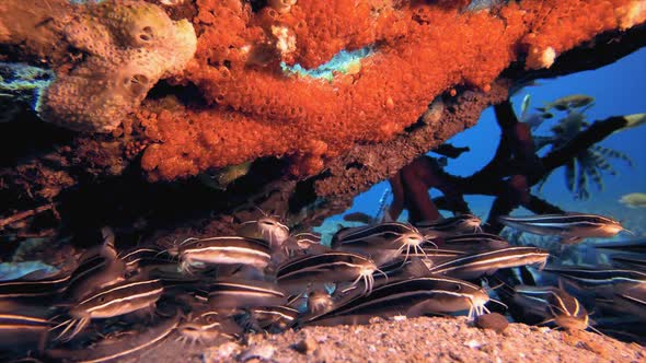 Underwater Catfish and Red Sea Sponge