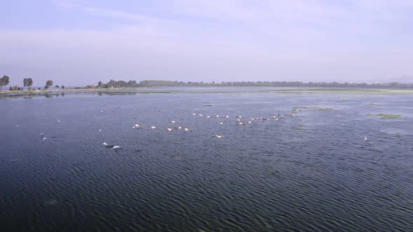 Flying Flamingos